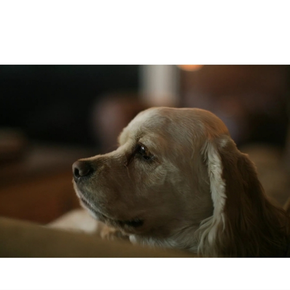 CANON EOS-1 Mark II Digital 75-300mm Lens & Receipt, Bag - Picture 11 of 13